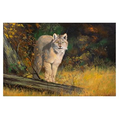 "American Lynx" by Peter Darro, Fine Art, Painting, Wildlife
