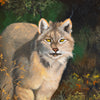 "American Lynx" by Peter Darro