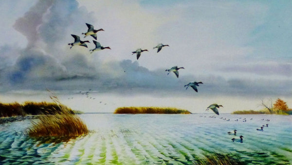 Canvasback Drakes by Larry Toschik, Fine Art, Painting, Wildlife