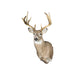 Minnesota Whitetail, Furnishings, Taxidermy, Deer