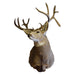 Montana Mule Deer Mount, Furnishings, Taxidermy, Deer