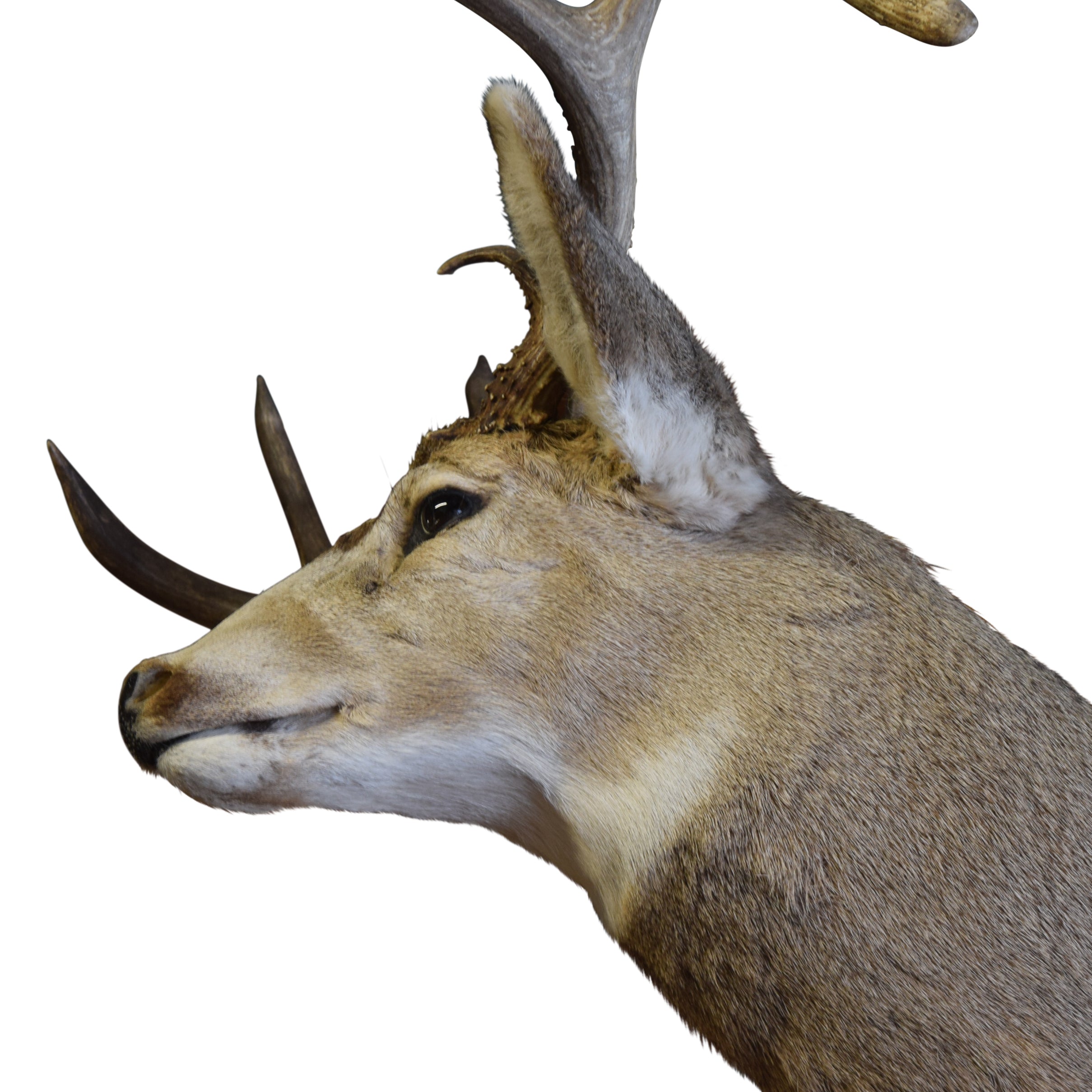 Montana Mule Deer Mount