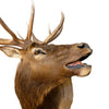 Bugling Elk shoulder Mount