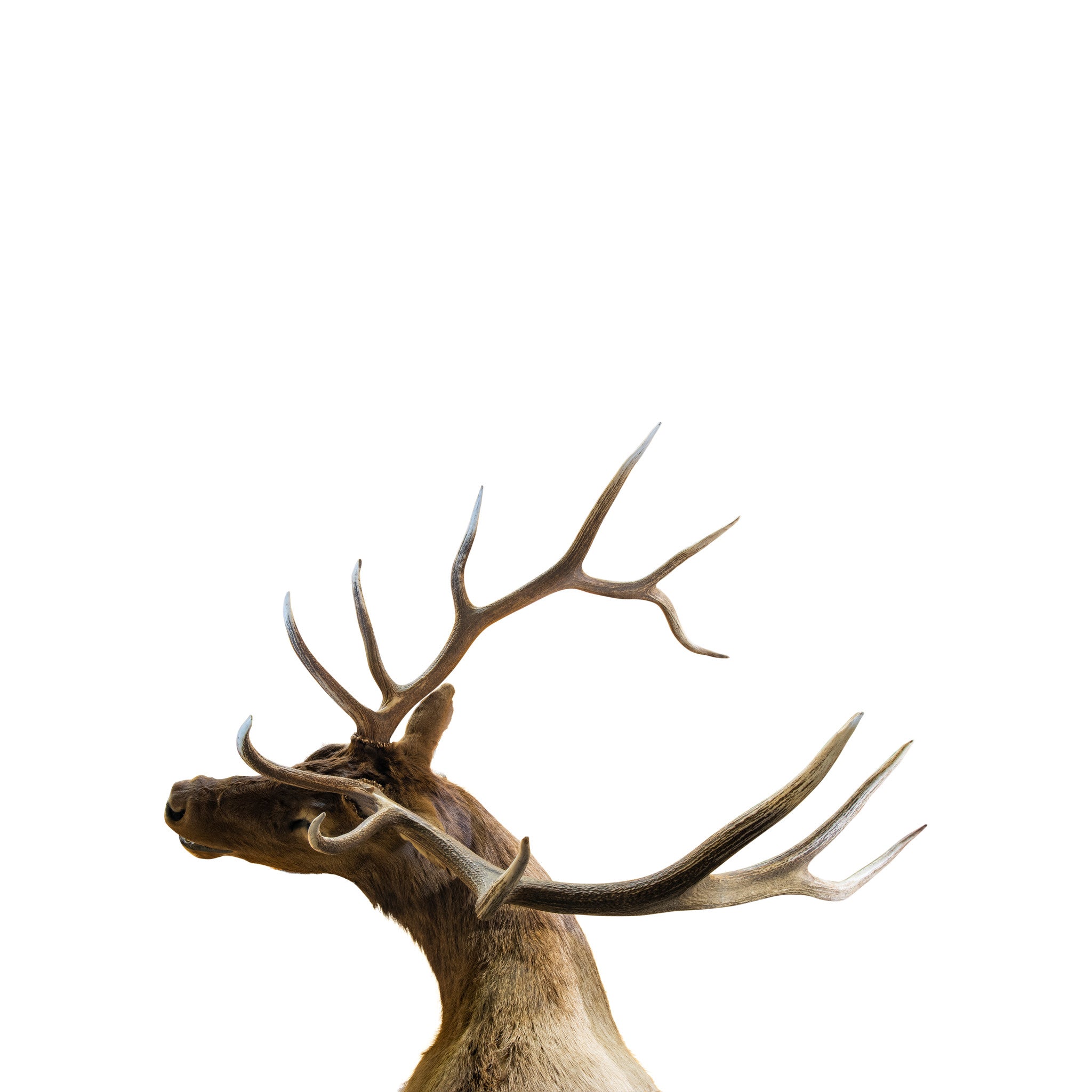 Bugling Elk shoulder Mount