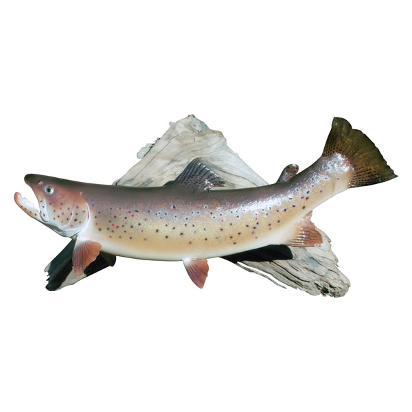 Brown Trout Mount, Furnishings, Taxidermy, Fish