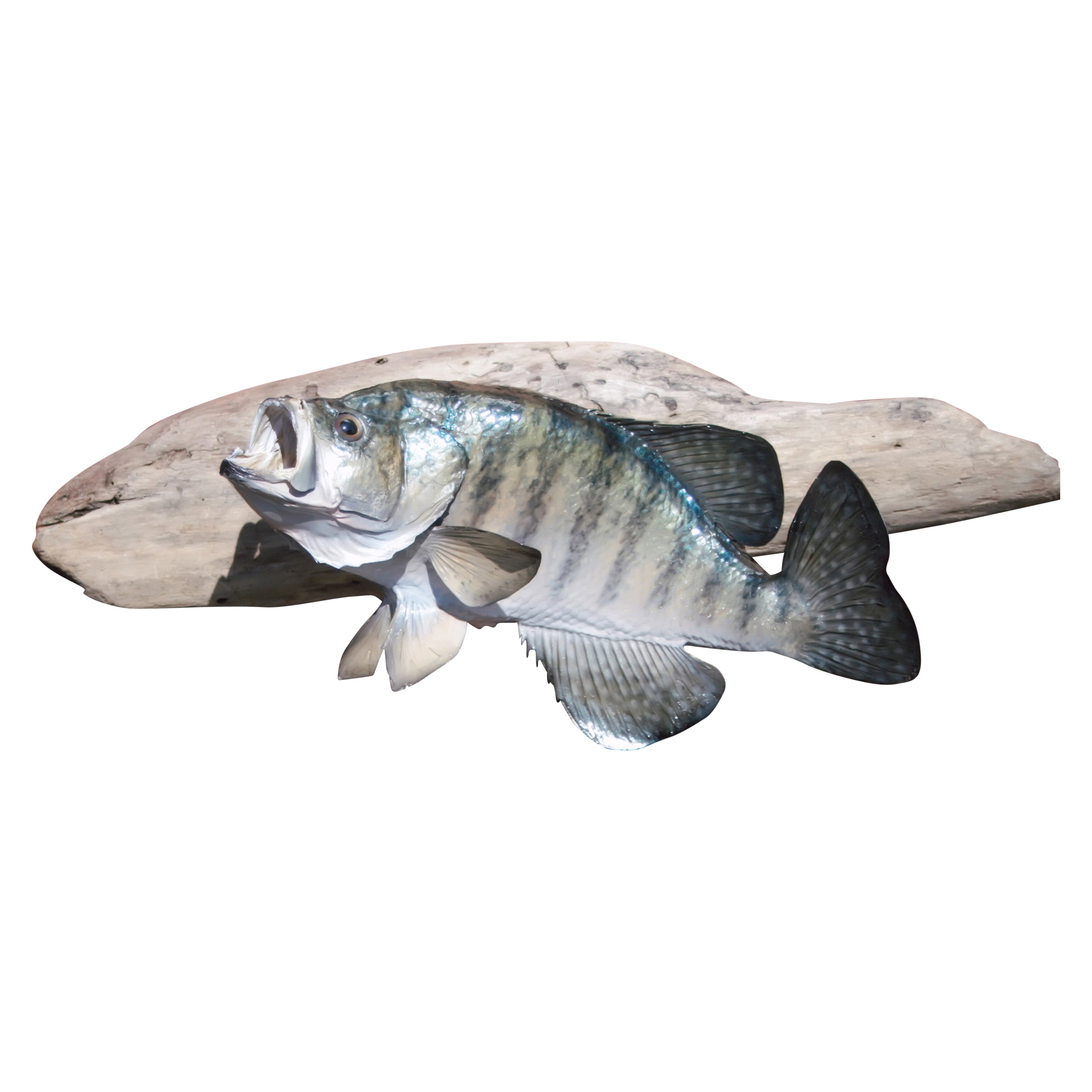 White Crappie Trophy Skin Mount, Furnishings, Taxidermy, Fish
