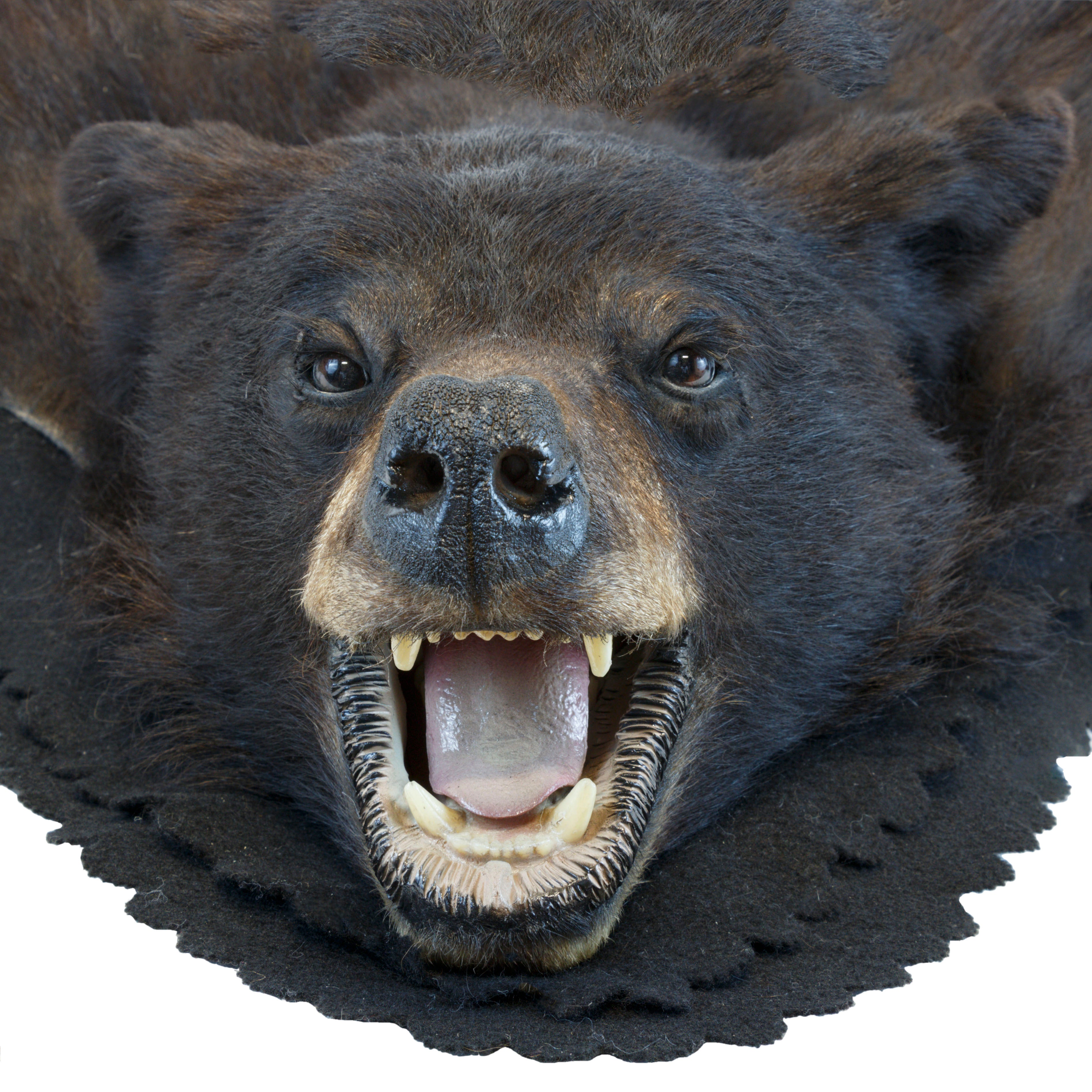 North Idaho Black Bear Rug