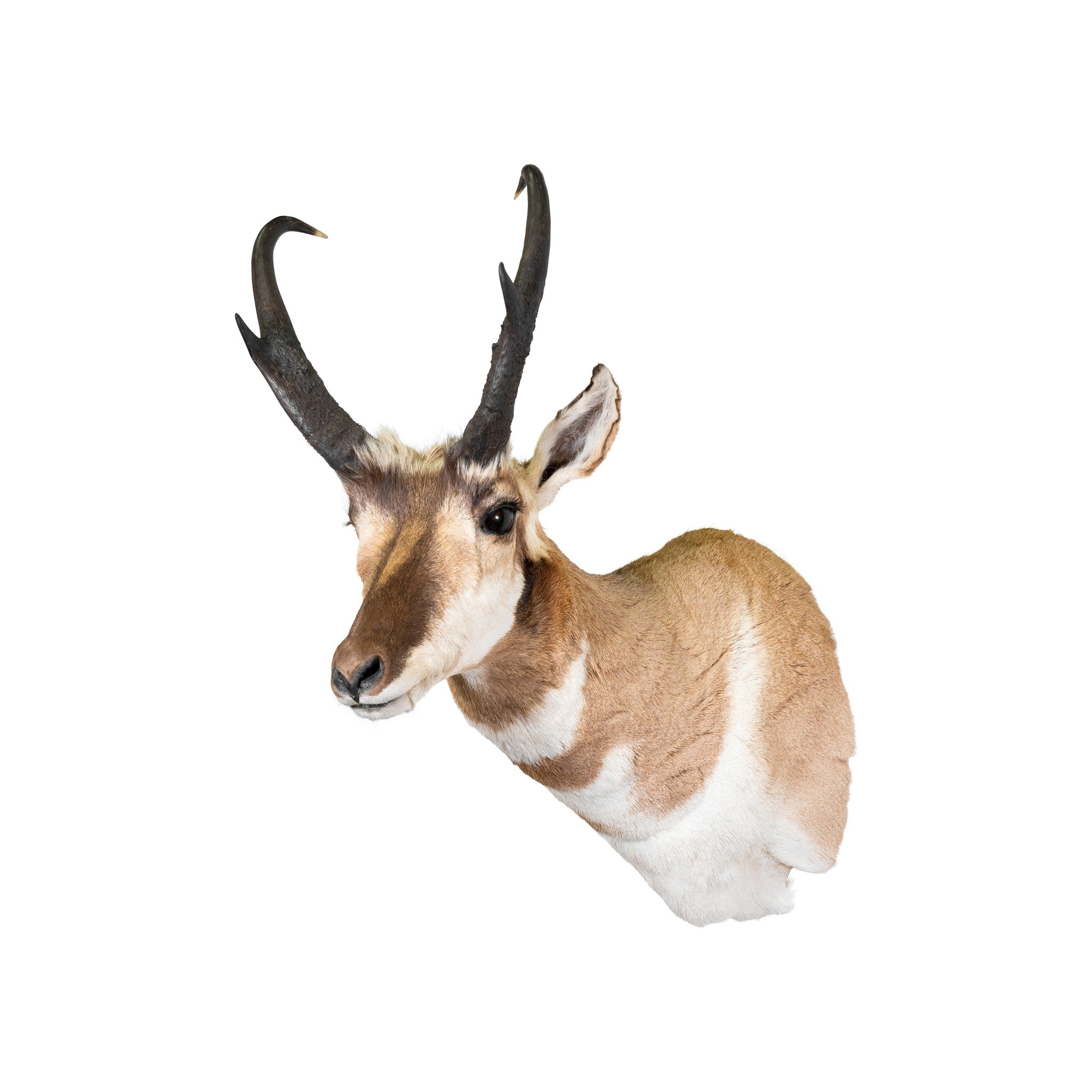 Antelope Shoulder Mount, Furnishings, Taxidermy, Antelope