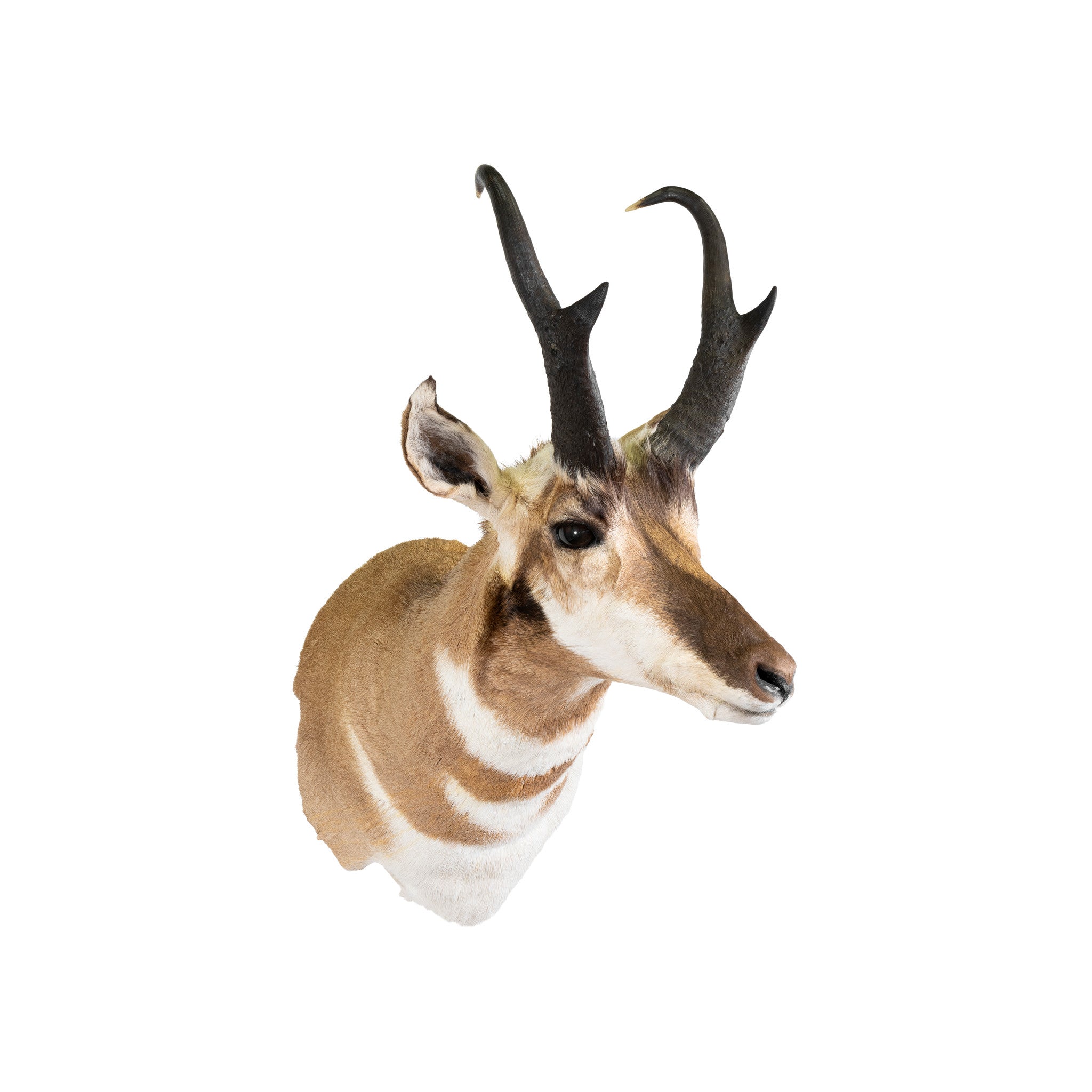 Antelope Shoulder Mount