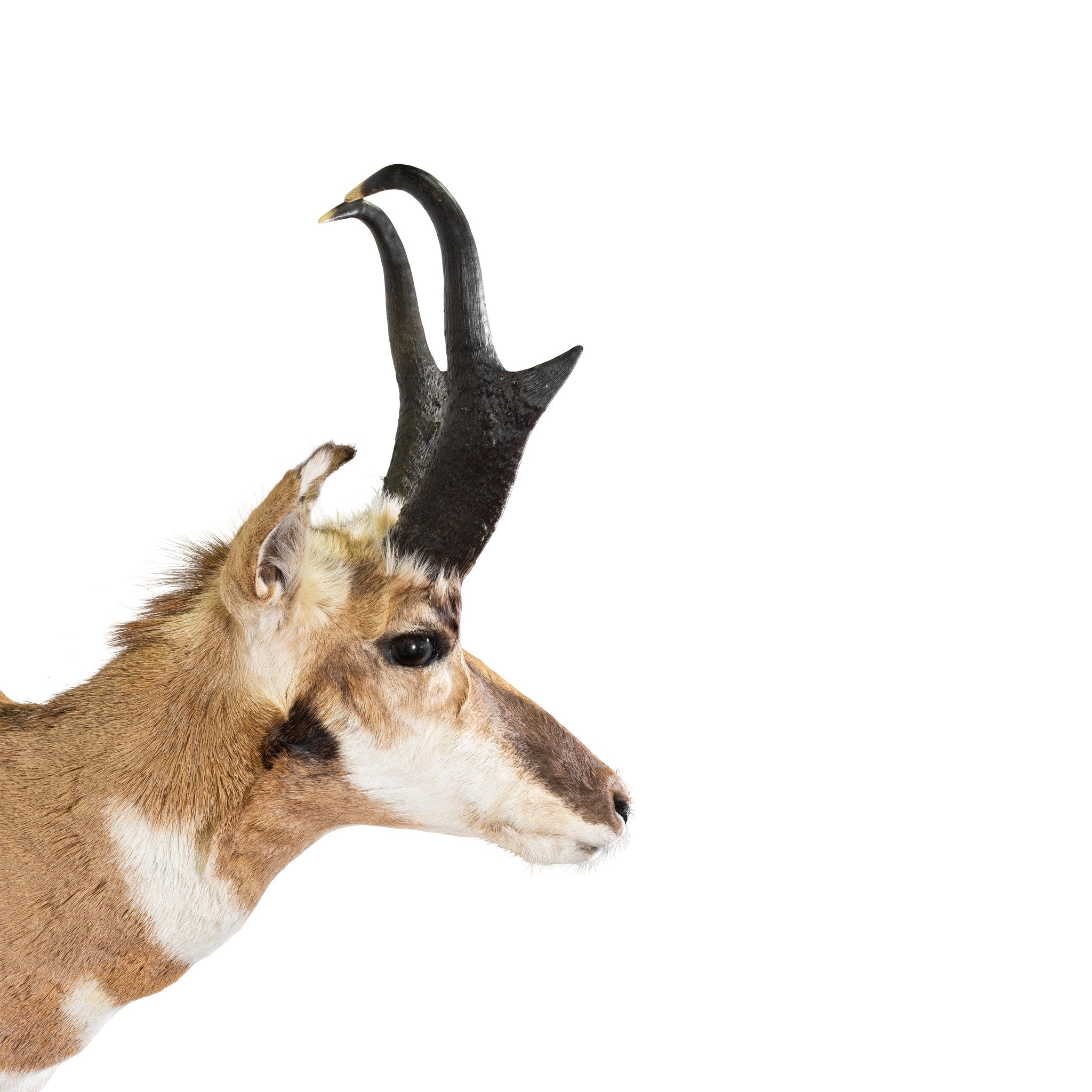 Antelope Shoulder Mount