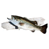 Hayden Lake Bass, Furnishings, Taxidermy, Fish
