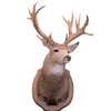 Montana Non Typical Deer Mount, Furnishings, Taxidermy, Deer