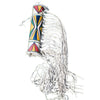 Nez Perce Parfleche Bonnet Cylinder, Native, Parfleche, Bonnet Case
