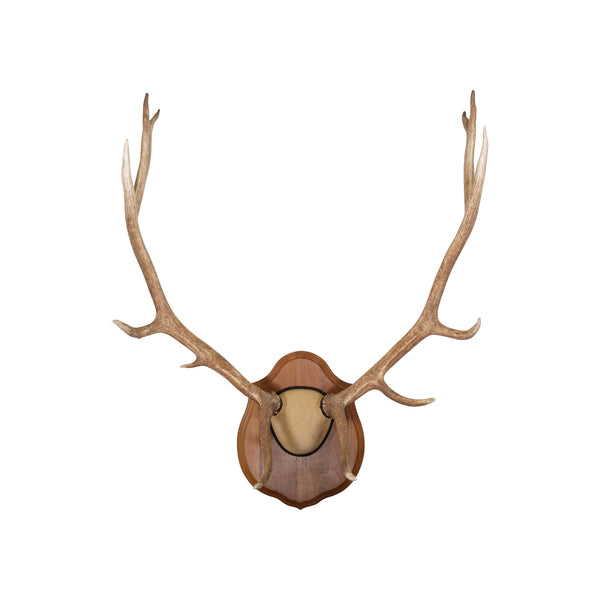 North Idaho Scrag Horn Elk Mount, Furnishings, Taxidermy, Elk
