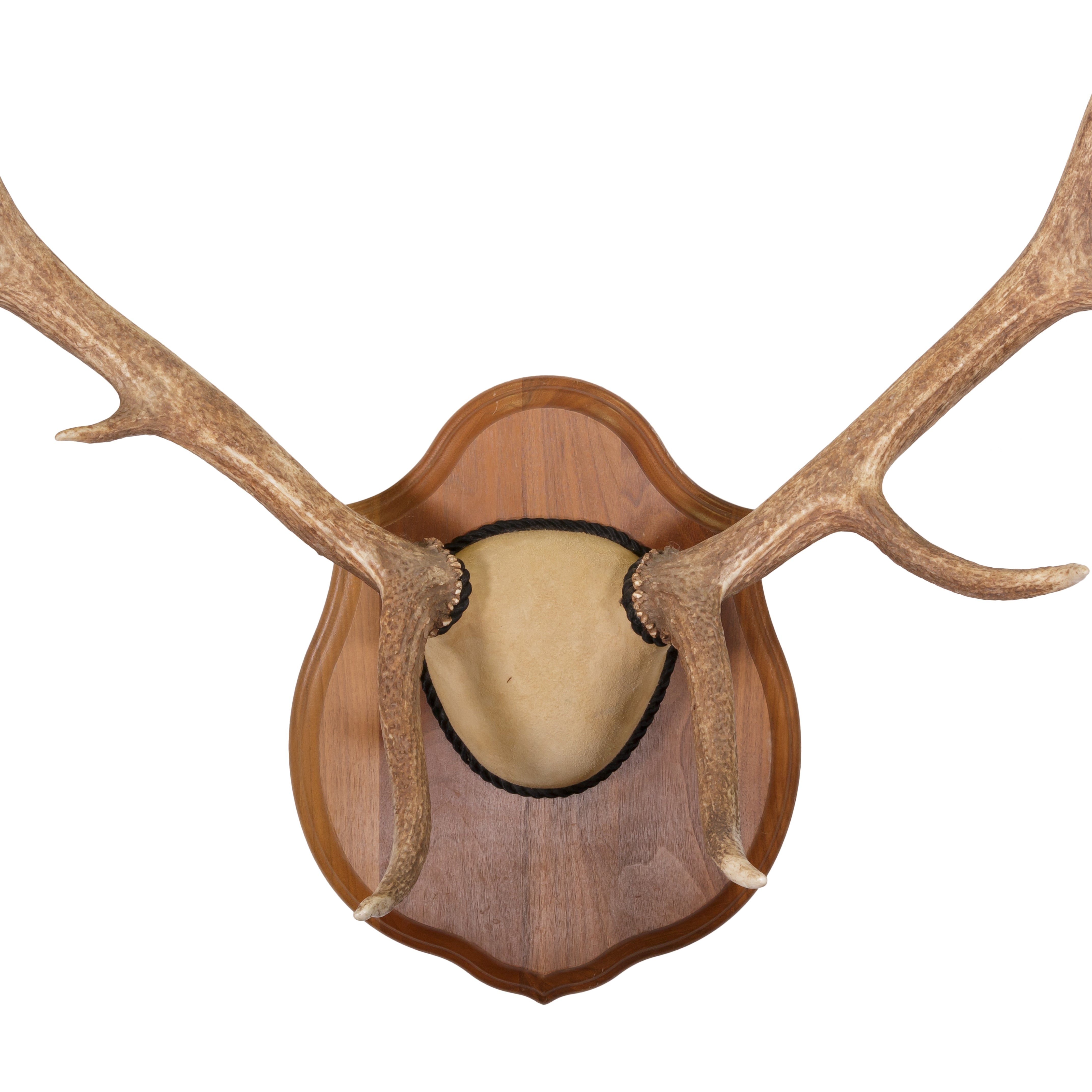 North Idaho Scrag Horn Elk Mount