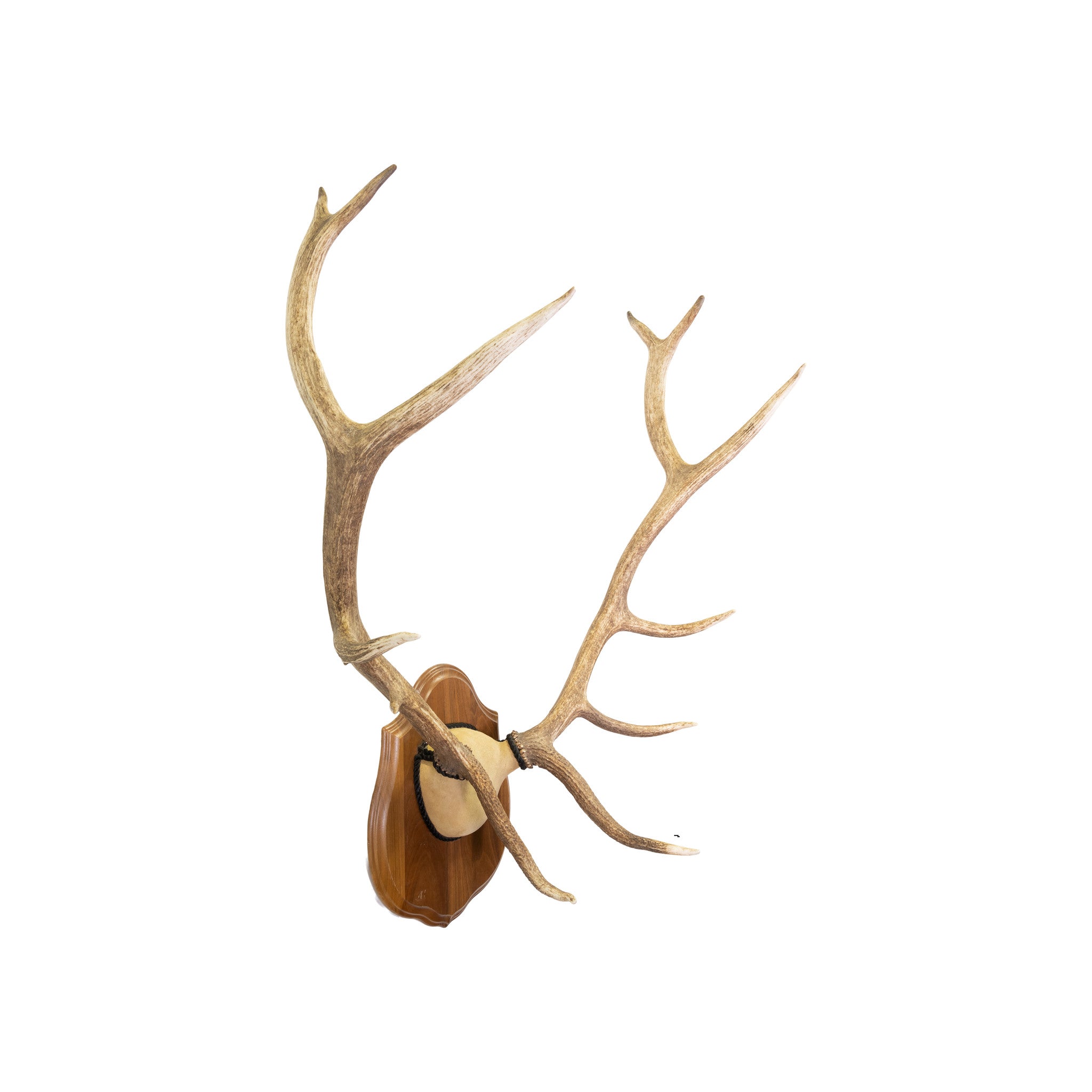 North Idaho Scrag Horn Elk Mount