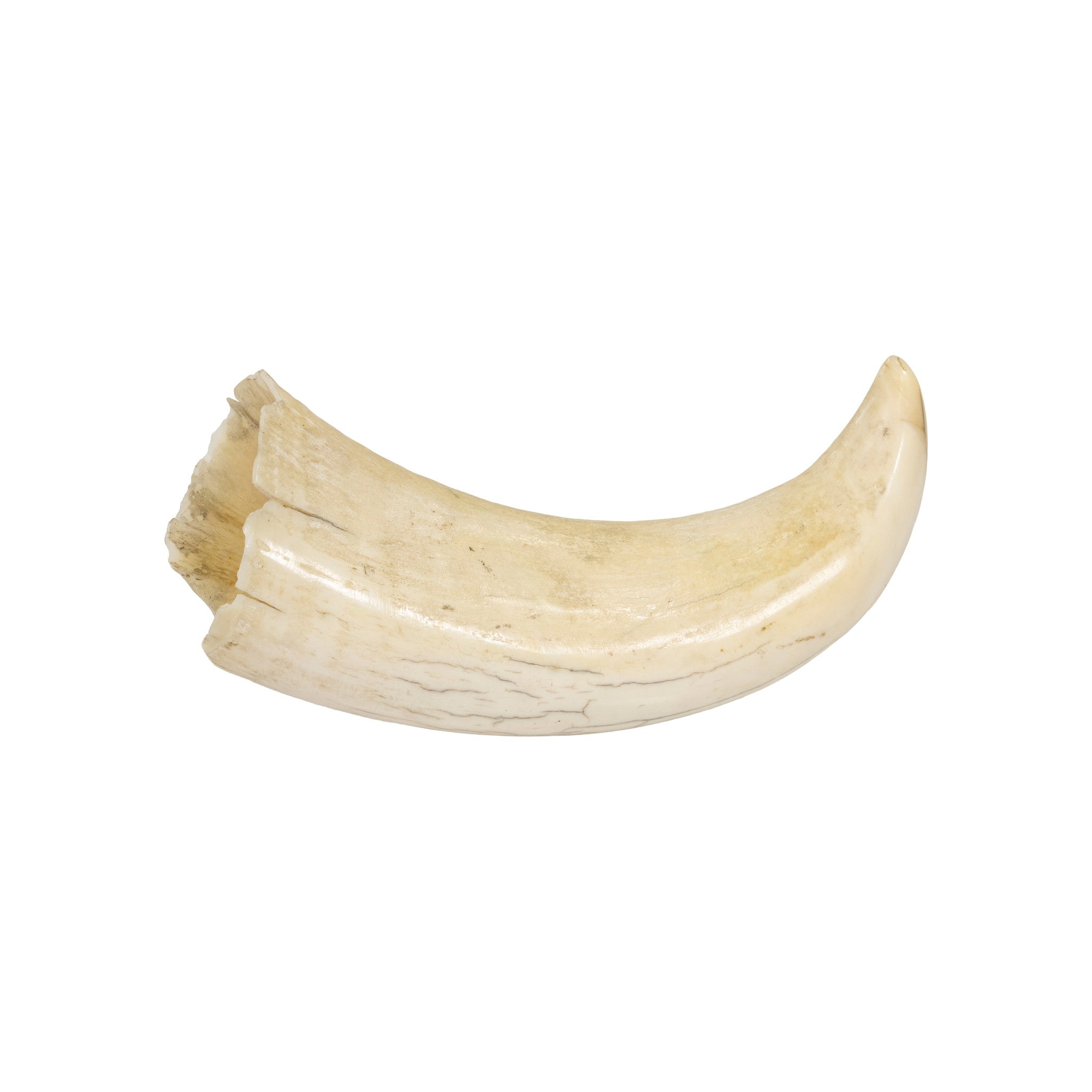 Scrimshawed Sperm Whale Tooth