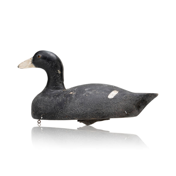 Coot, Sporting Goods, Hunting, Waterfowl Decoy