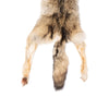 Alaskan Timberwolf