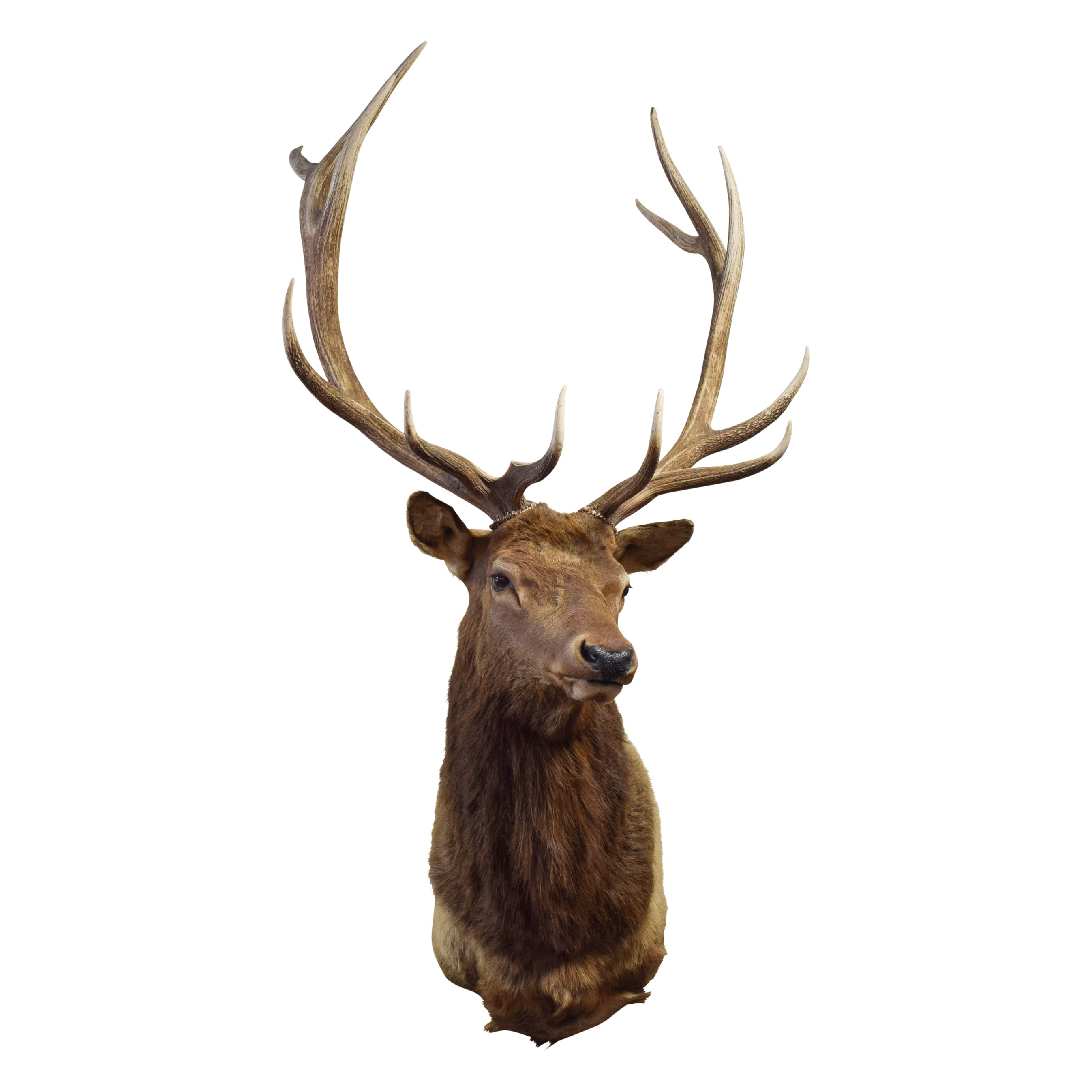 Idaho 6 x 6 Elk Mount, Furnishings, Taxidermy, Elk