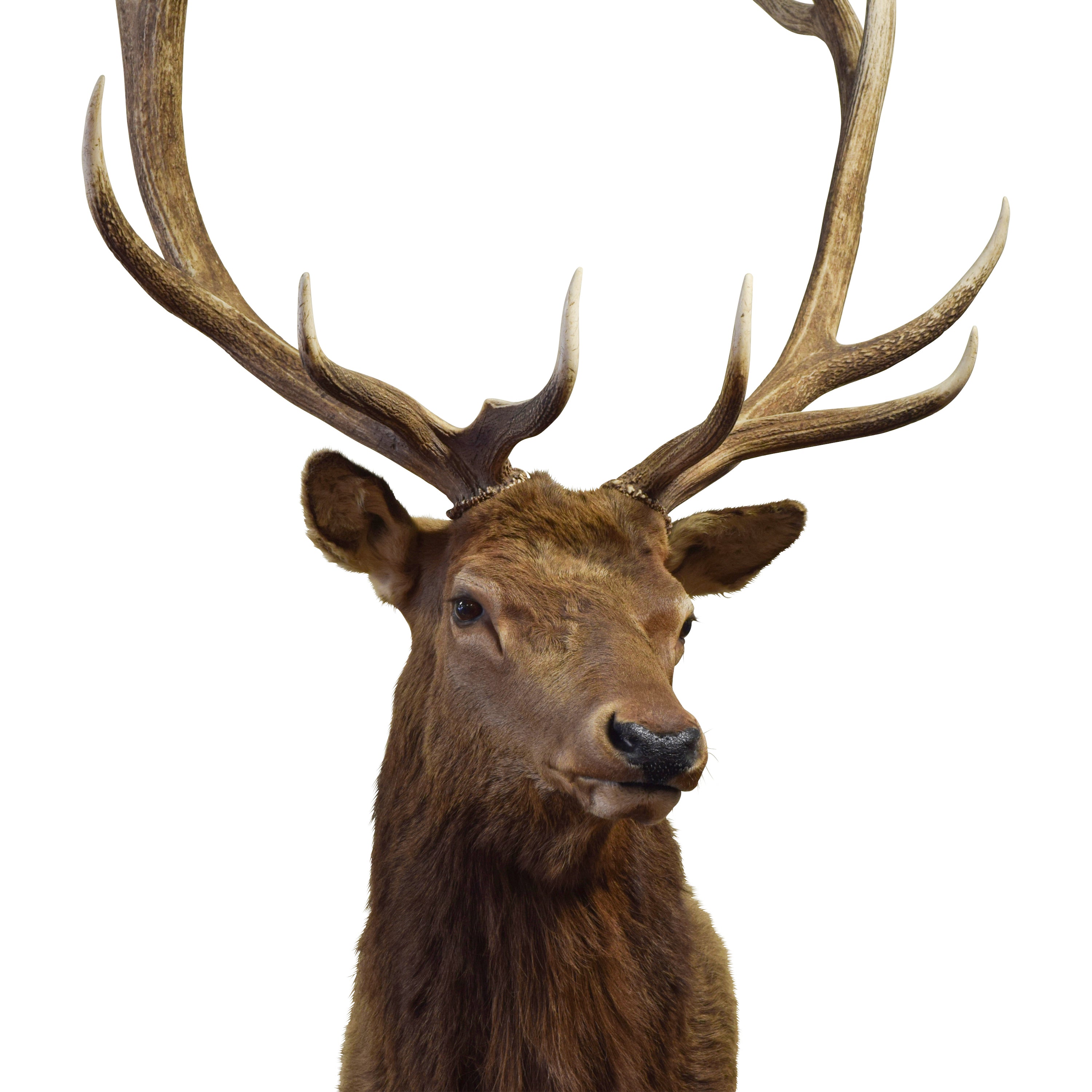 Idaho 6 x 6 Elk Mount