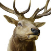 Idaho Elk Shoulder Mount