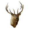 Idaho Elk Shoulder Mount, Furnishings, Taxidermy, Elk