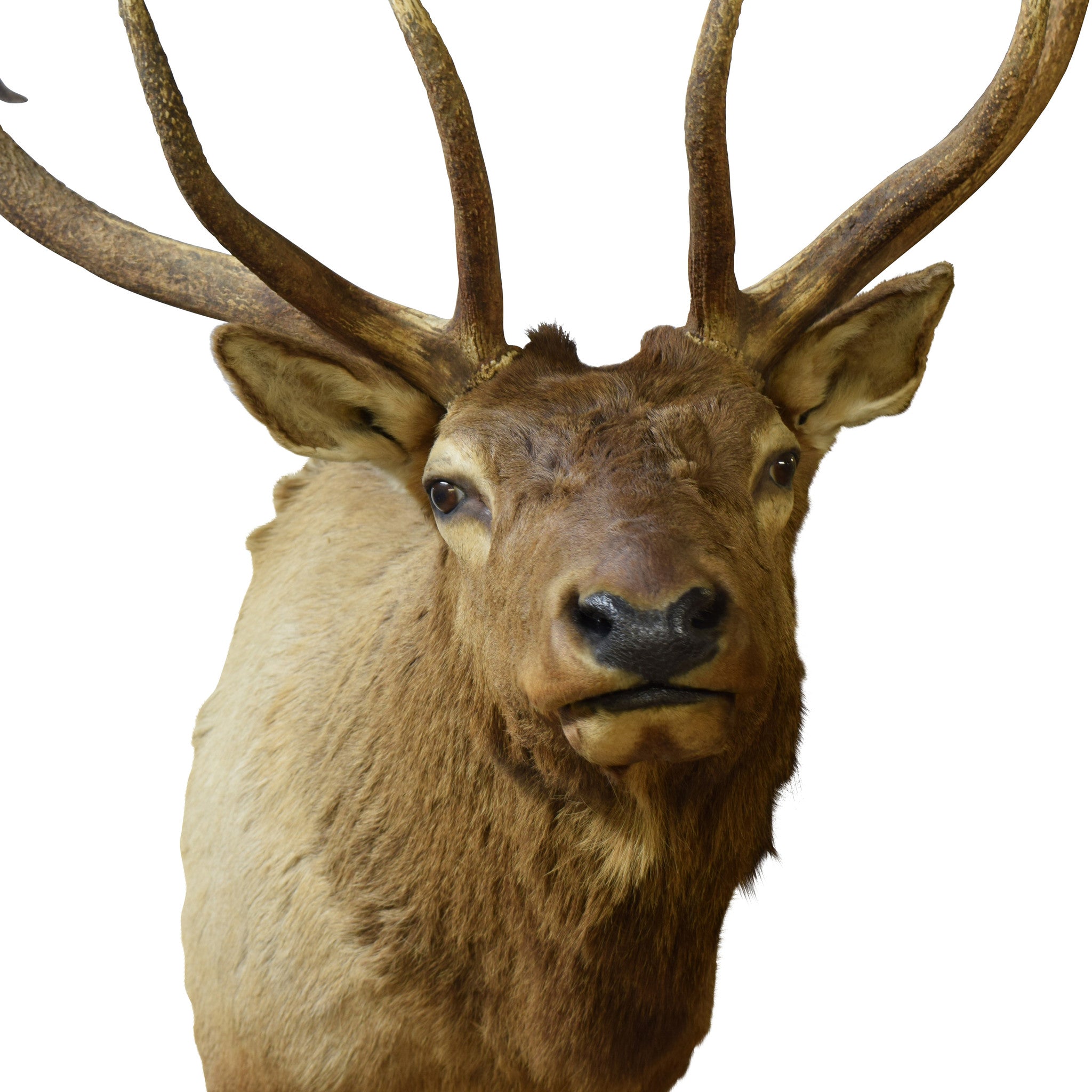 Idaho Elk Shoulder Mount
