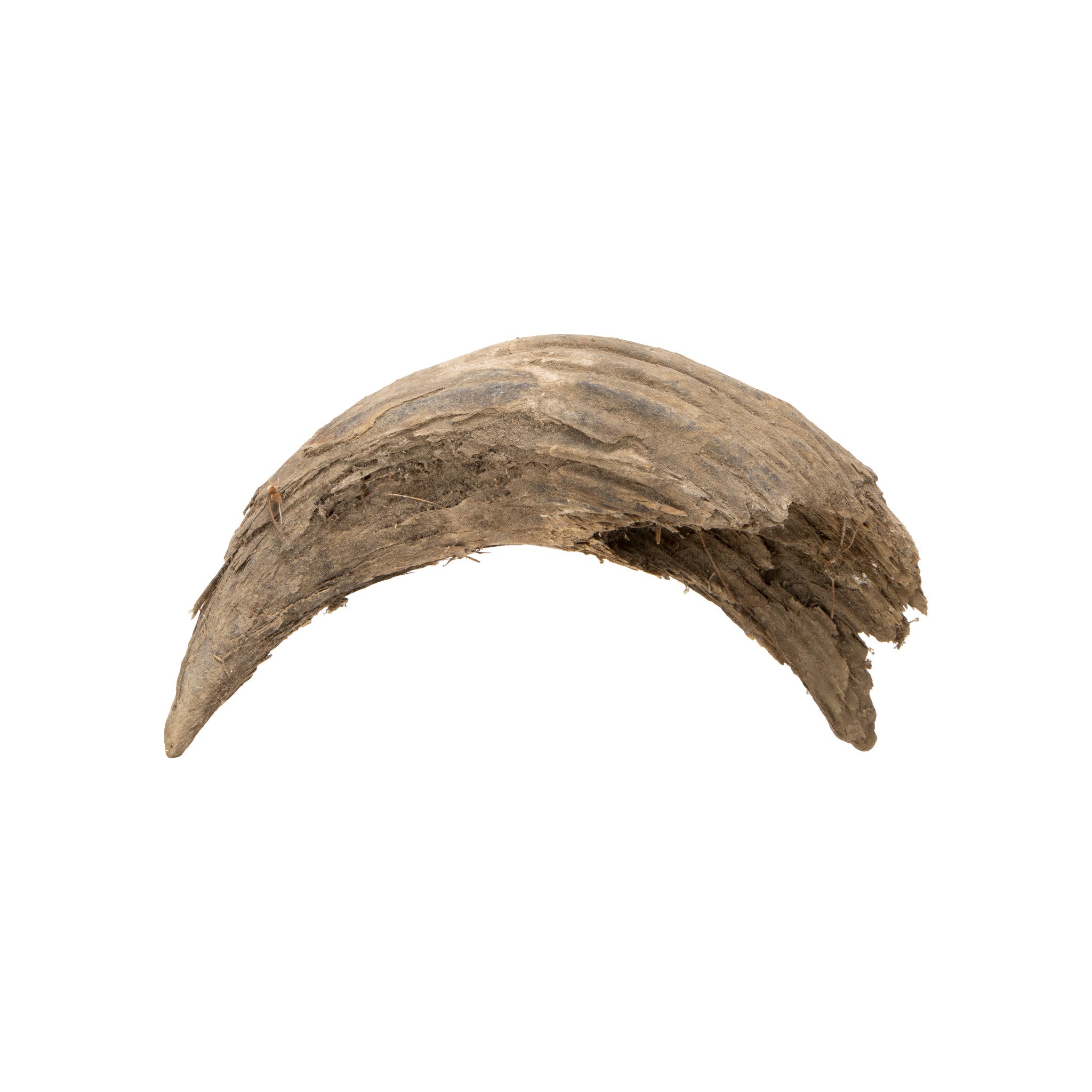 Buffalo Horns