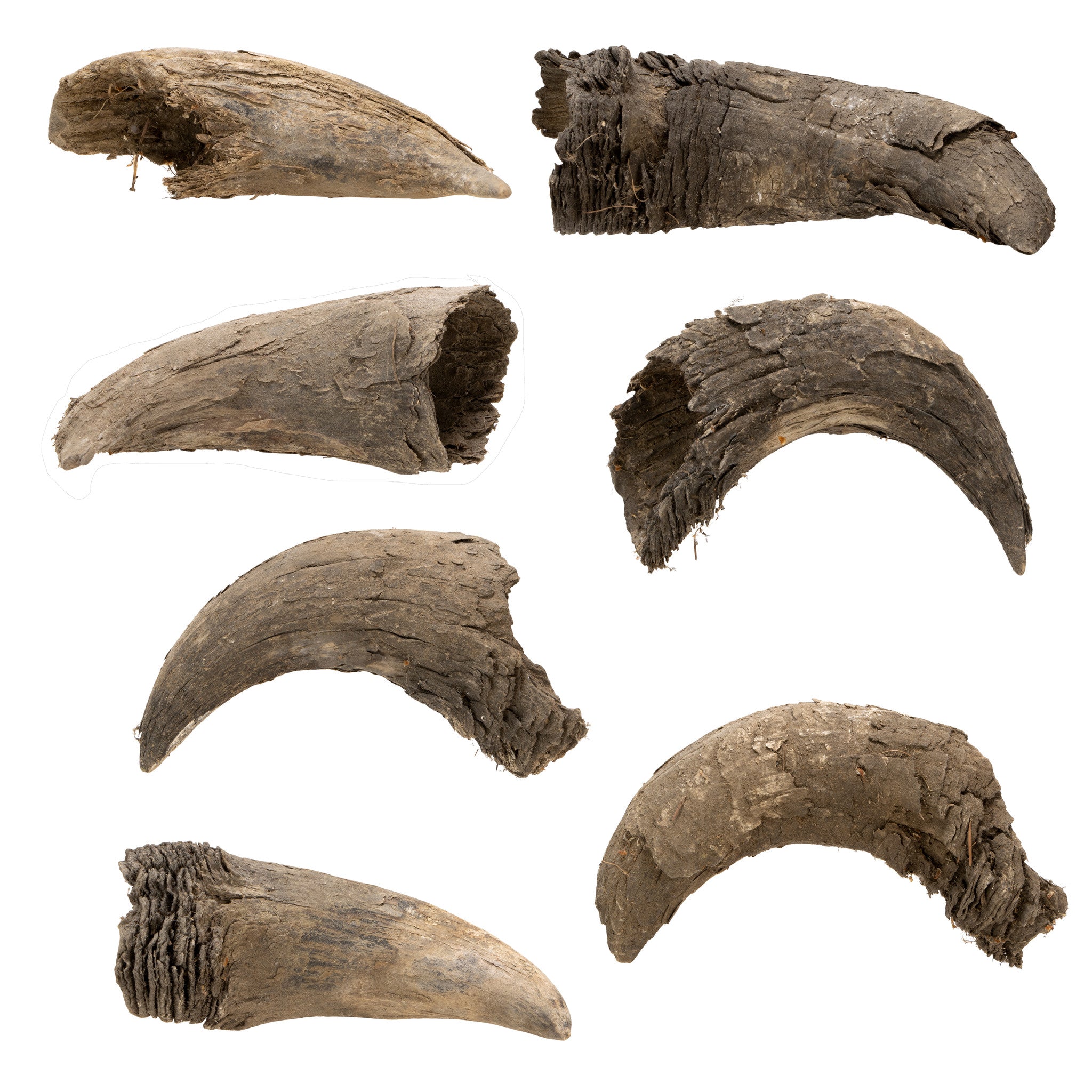 Buffalo Horns, Furnishings, Taxidermy, Buffalo