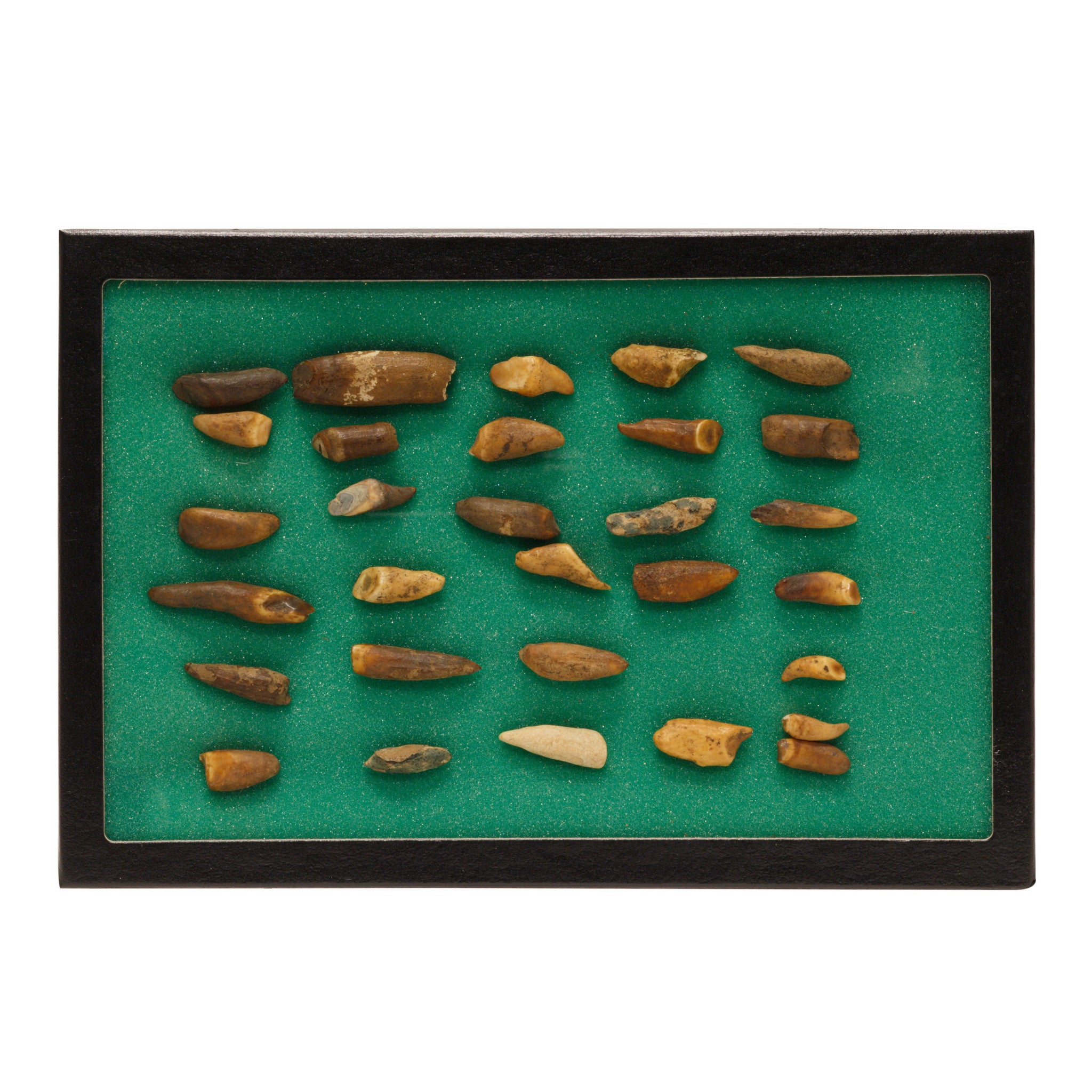 Prehistoric Alaskan Seal Teeth, Native, Stone and Tools, Bone